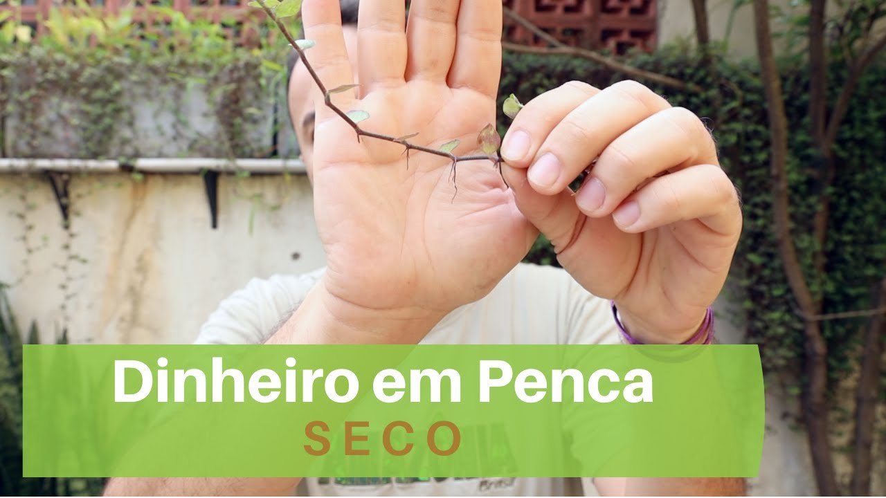 Dinheiro em penca Seca, o que fazer ?