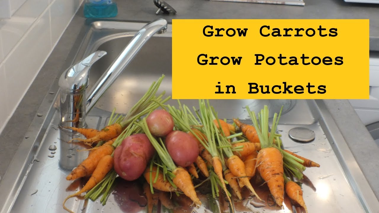 Grow Carrots Grow Potatoes two bucket reveal YouTube