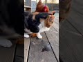 #shorts #viral #ytshorts