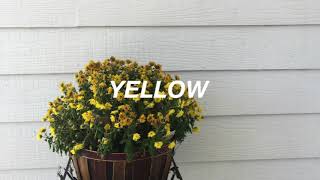 Video thumbnail of "Yellow - Single"