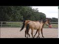 Farouk (Arabian Horse) shows Bella (Andalusian Filly) how to fetch a horse ball.