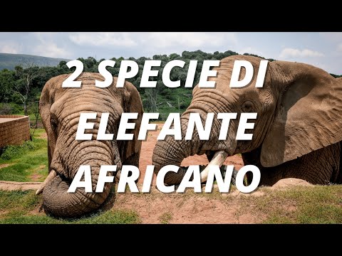 Video: Gli elefanti africani e asiatici possono accoppiarsi?