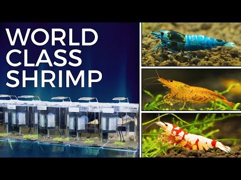 Keeping Award Winning Shrimp — International Shrimp Contest