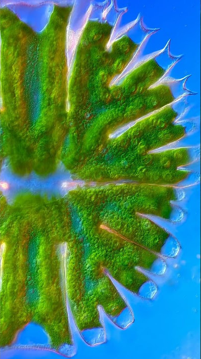 Peacock feathers look amazing under microscope in viral clip