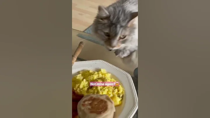 Video 216061: siberian cat, meow happy