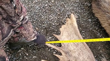 Yukon Moose measurement