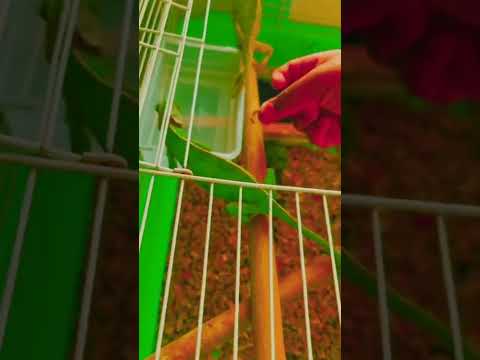      اطعام الحرباء