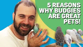 5 REASONS WHY BUDGIES ARE GREAT PETS!