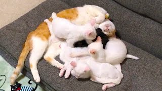 へそ天の先住猫の上で寝る保護子猫たち