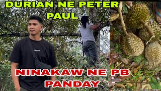 Download Lagu DURIAN NILA PETER PAUL HINARVEST ko MP3