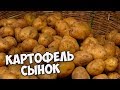 Самые вкусные сорта картофеля 🌟 Картофель СЫНОК 🌟 Обзор hitsadTV