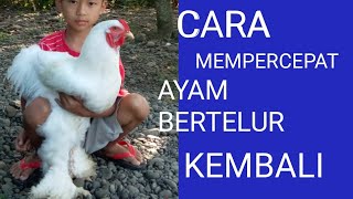 Cara menghilangkan naluri mengeram Ayam Brahma