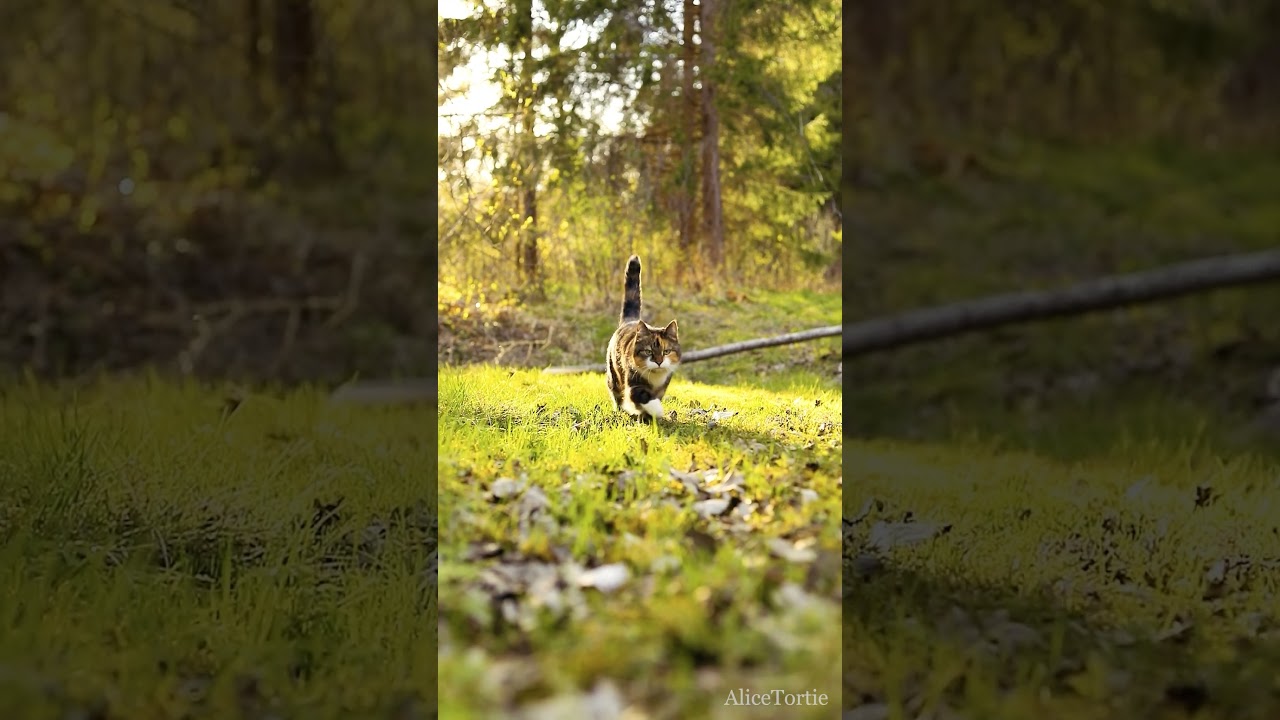 Cat in The Woods