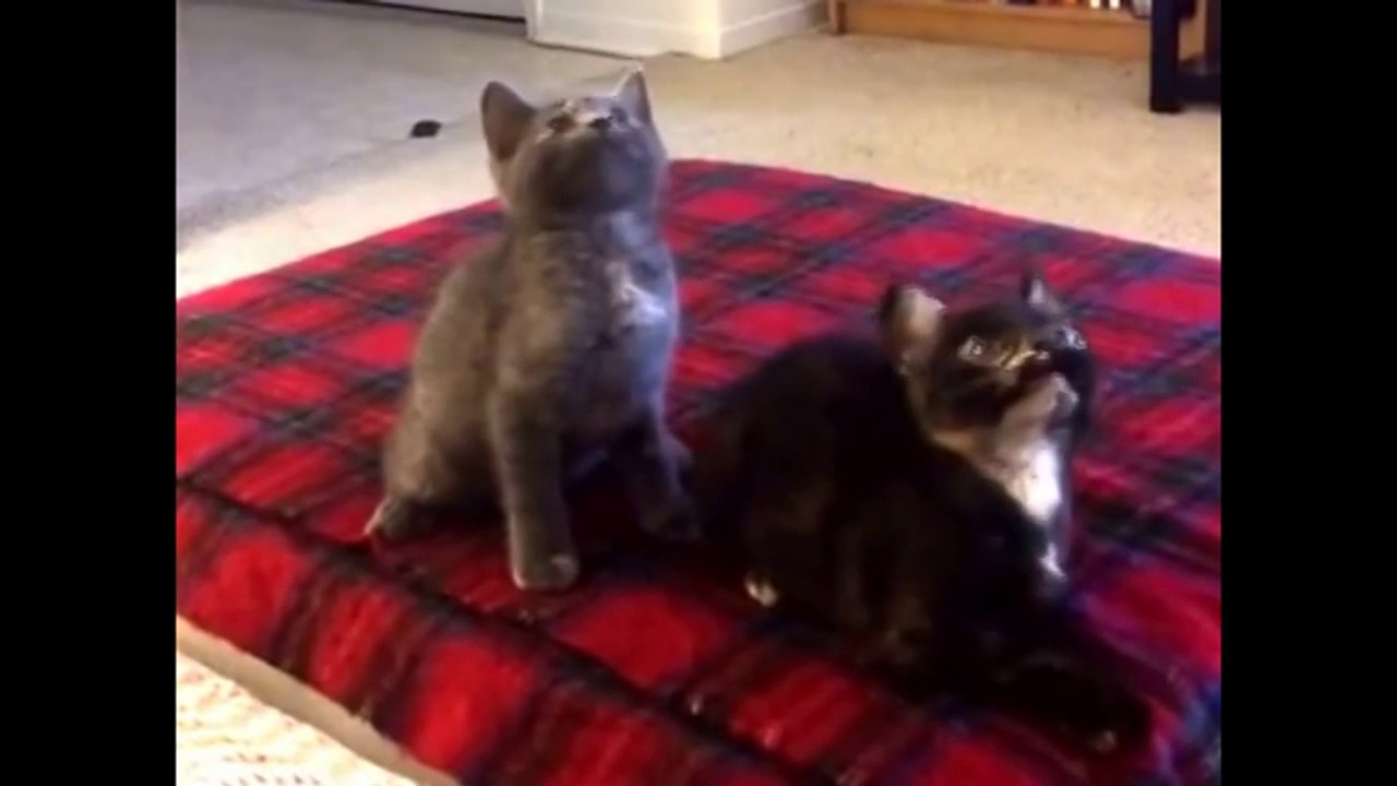 Котики пляшут. Котенок танцует видео. Котенок танцует видео. Котенок танцует видео. Кот танцует под музыку.