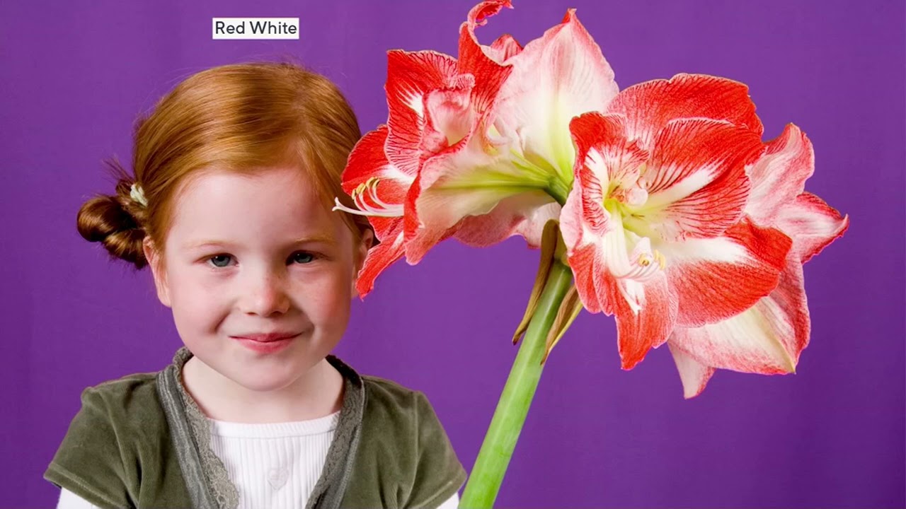 Roberta's Jumbo Amaryllis Bulb with Holiday Tin on QVC