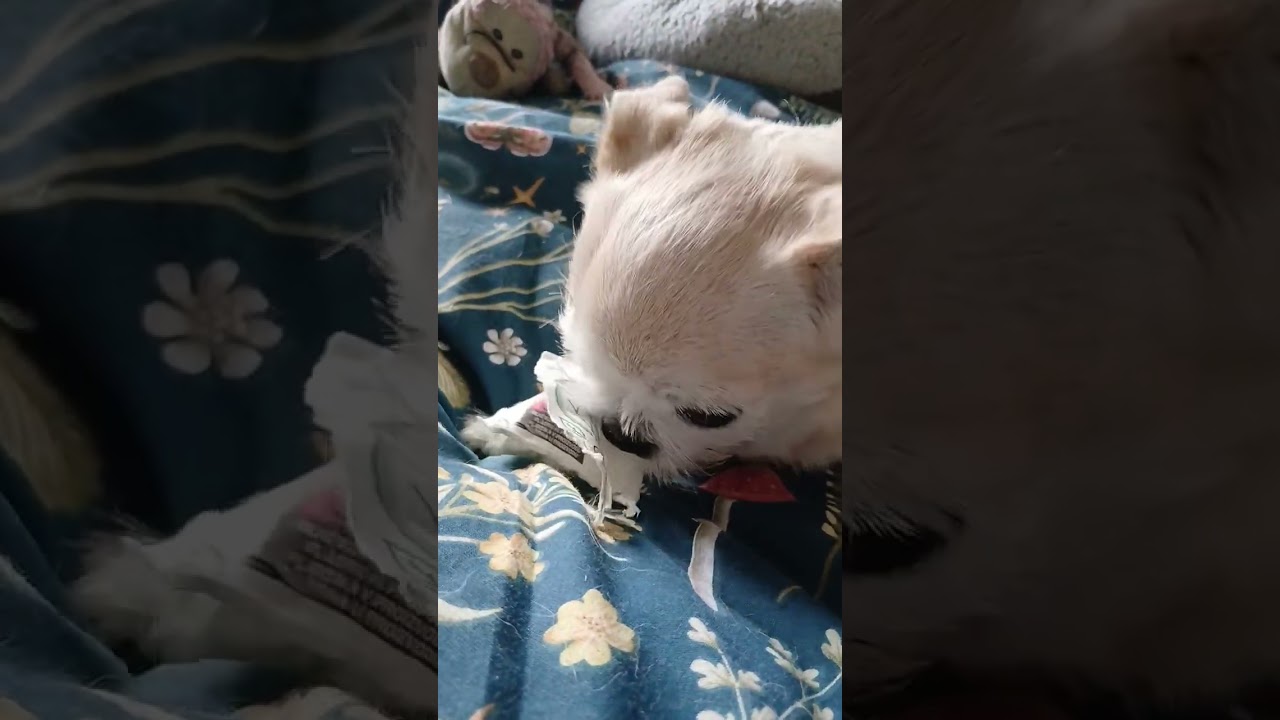 It's all about Gigi # spoilt little princess 🥰