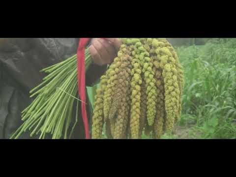 1110609久美民族小學 收成祭 雨中採小米