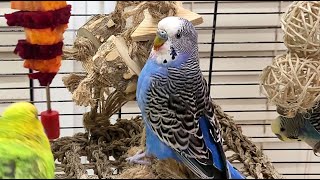 relaxing budgie sounds