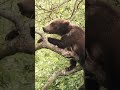 İts to tough for me #bear #wildlife #hunting #animals #documentary
