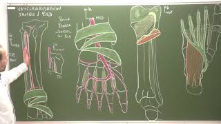 Membre inférieur 9 : Vascularisation de la jambe et du pied