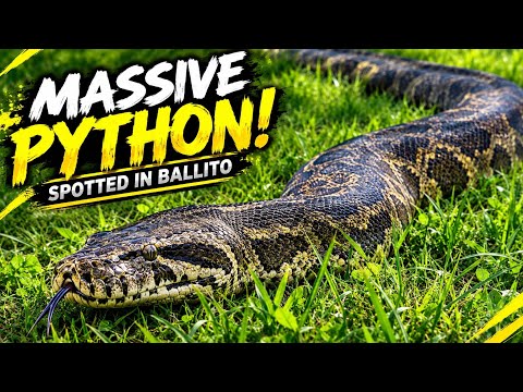 Massive African Rock Python Spotted in Ballito! 😱🐍