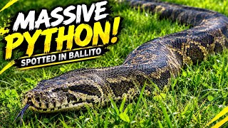 Massive African Rock Python Spotted in Ballito! 😱🐍
