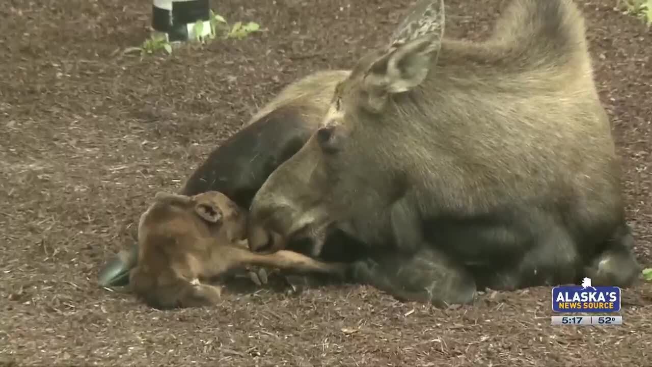 Mama moose gives birth outside Anchorage hospital