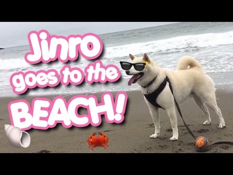 Cream Shiba Inu Jinro Goes To The Beach