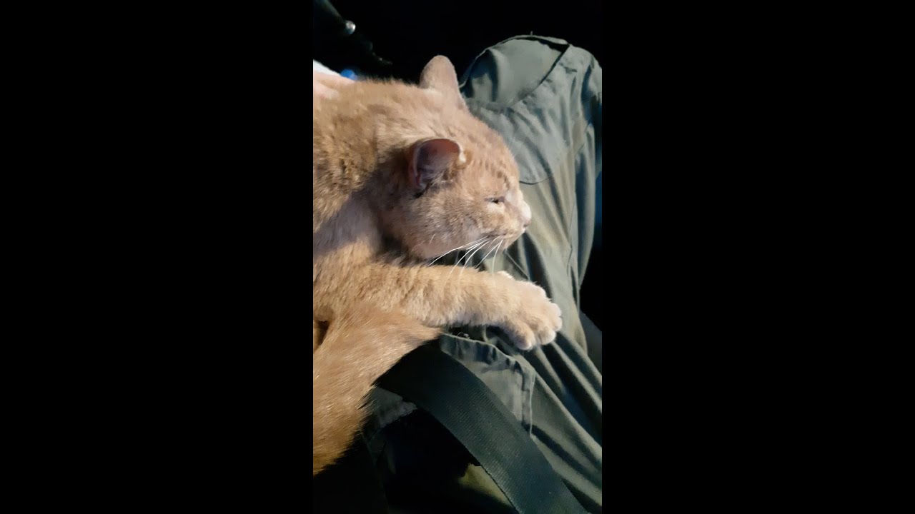 Засунули в мешок, хотели утопить...выбросили в лесу...