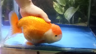 Tips for Keeping Goldfish in the Aquarium