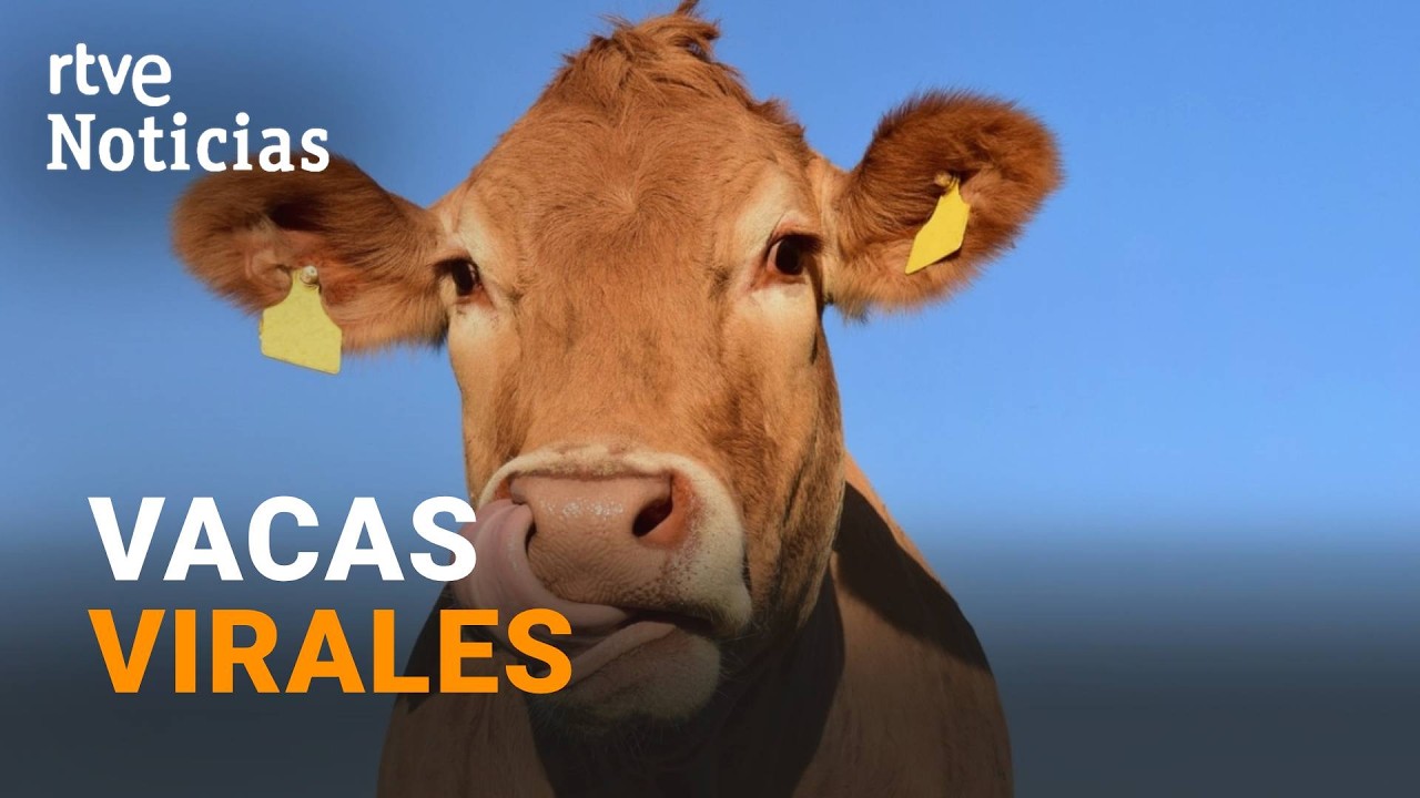 Una ganadería de Cantabria, el nuevo fenómeno viral que triunfa en redes | RTVE