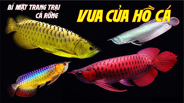 Bí Mật Nhân Giống Cá Rồng Quý Hiếm – Hành Trình Từ A đến Z