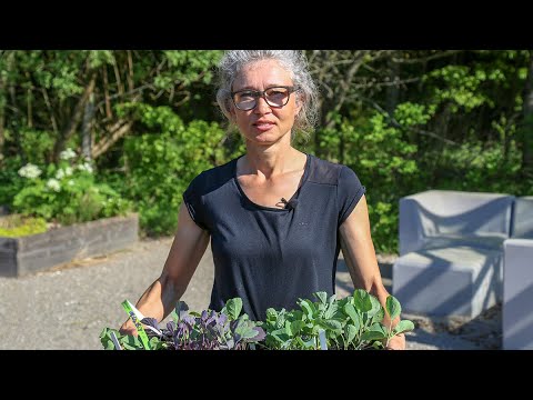 Video: Havfennikelbrug i haver - Sådan dyrkes havfennikelplanter