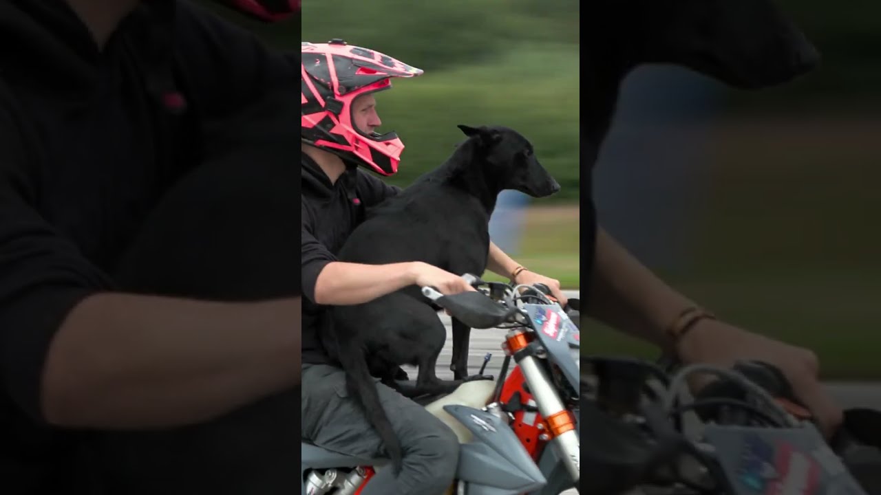 Supermoto DOG Wheelie German Stunt Week 22
