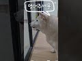 문좀열어주세요 ㅋㅋ #강아지 #애견영상 #동물농장강아지 #도그독 #shibainu #강아지일상 #시바이누 #강아지브이로그 #시바견