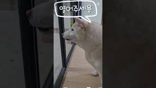 문좀열어주세요 ㅋㅋ #강아지 #애견영상 #동물농장강아지 #도그독 #shibainu #강아지일상 #시바이누 #강아지브이로그 #시바견