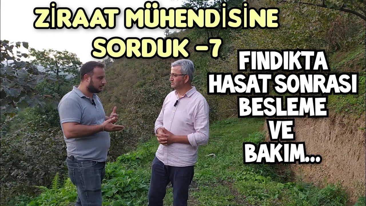 ZİRAAT MÜHENDİSİNE SORDUK; Fındıkta Hasat Sonrası Besleme Ve Bakım Uygulamaları Nasıl Olmalı ?