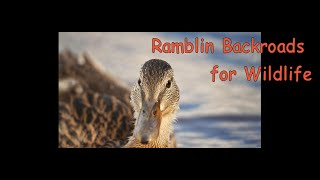 Back Road Ramble - Update and Photo Tour