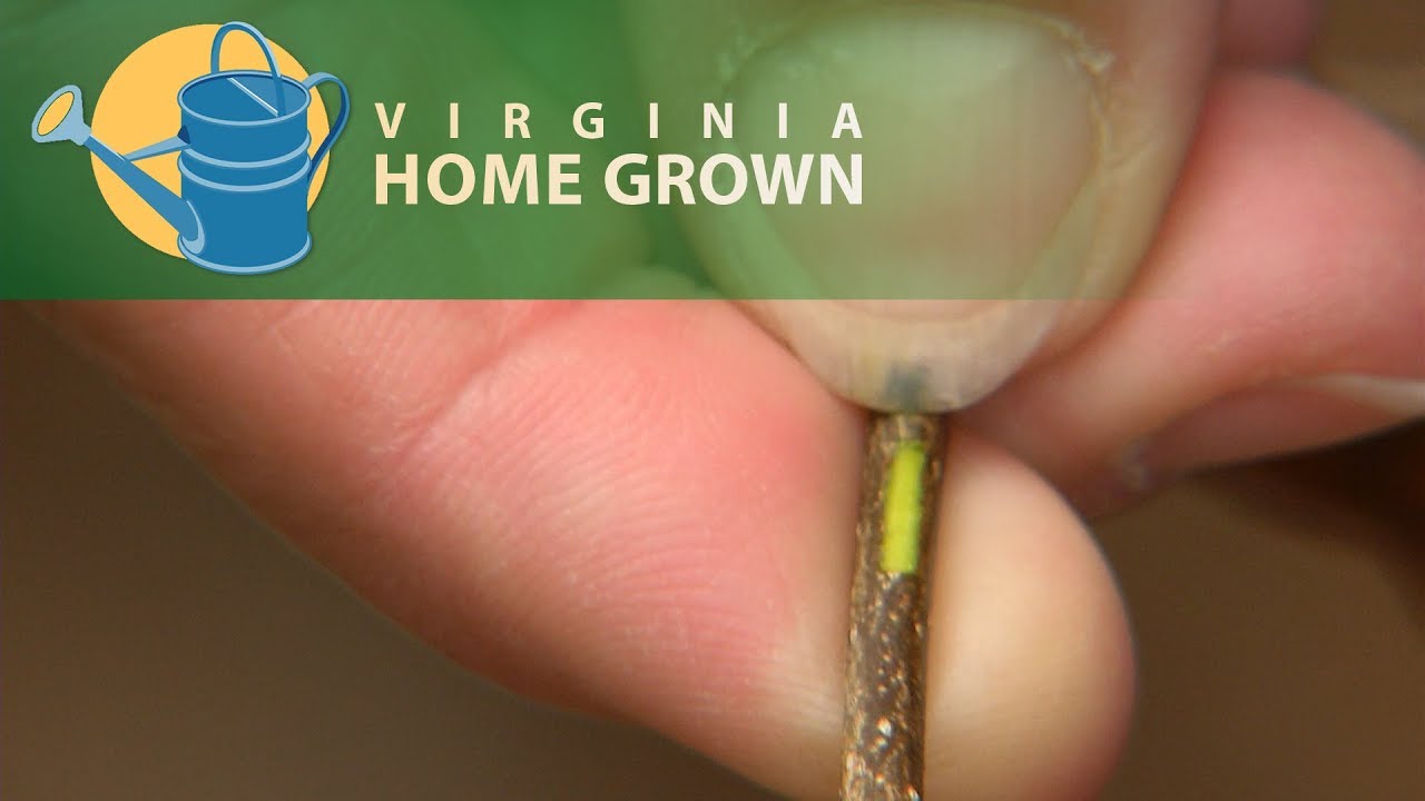 How Plants Benefit From Rainwater More Than Regular Watering