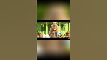 Cách Capy tắm chó #capybara