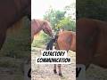 The Role of Olfaction in Equine Social Interaction🐴 #shorts