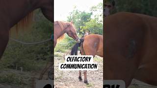 The Role of Olfaction in Equine Social Interaction🐴 #shorts