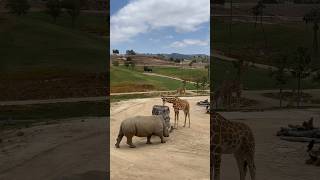 This is mine! 🦏🦒 #rhino #sandiego #shorts #giraffe