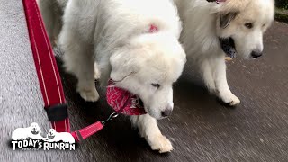 アランより前を歩こうと一生懸命頑張るルンルンです　Great Pyrenees　グレートピレニーズ