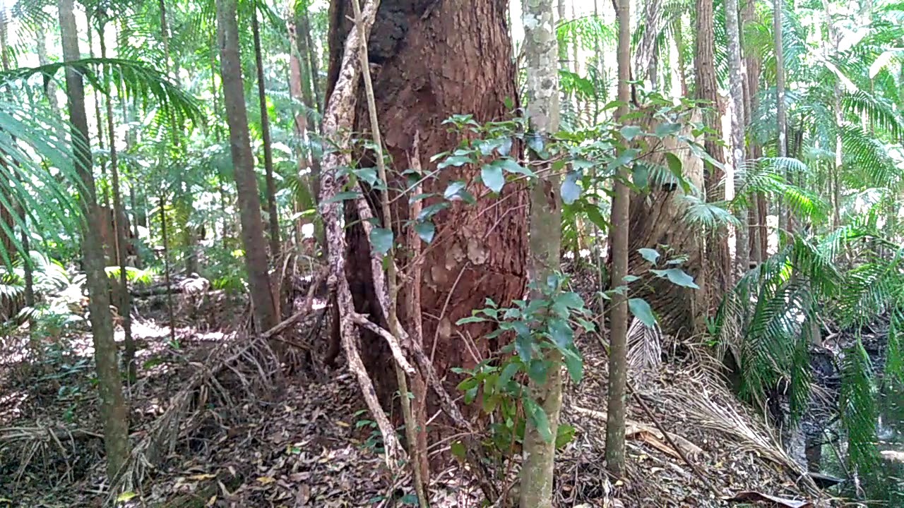 Yowie Chaser Secret Spot #1 Yowie Bigfoot Hairyman