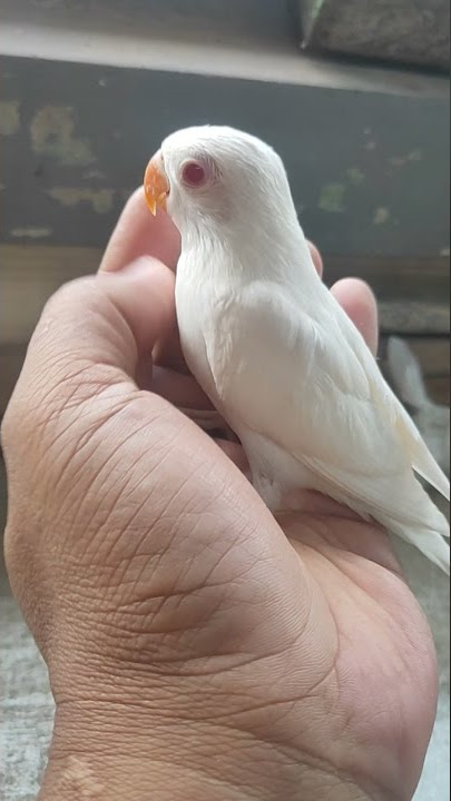 Labet Albino mm