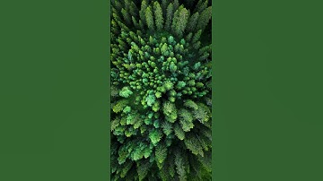 Amazing Pine Tree Drone View A Serene Forest Perspective Stock Video #shorts