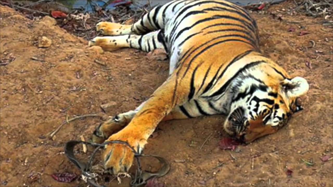 an essay about project tiger Related post of essay project tiger 150 words essay slate essay submissions 1000 word essay about accountability essay on water transport online fashion dissertation boredom a lively history review essay vwf multimer analysis essay geo 106 ryerson essay conclusion for essay on discrimination. an essay about project tiger Related post of essay project tiger 150 words essay slate essay submissions 1000 word essay about accountability essay on water transport online fashion dissertation boredom a lively history review essay vwf multimer analysis essay geo 106 ryerson essay conclusion for essay on discrimination.