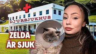 Mitt hjärta går sönder..Zelda blir inlagd på djursjukhus...