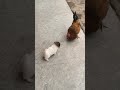 This puppy has no fear. I have no shame. Here's my metal.